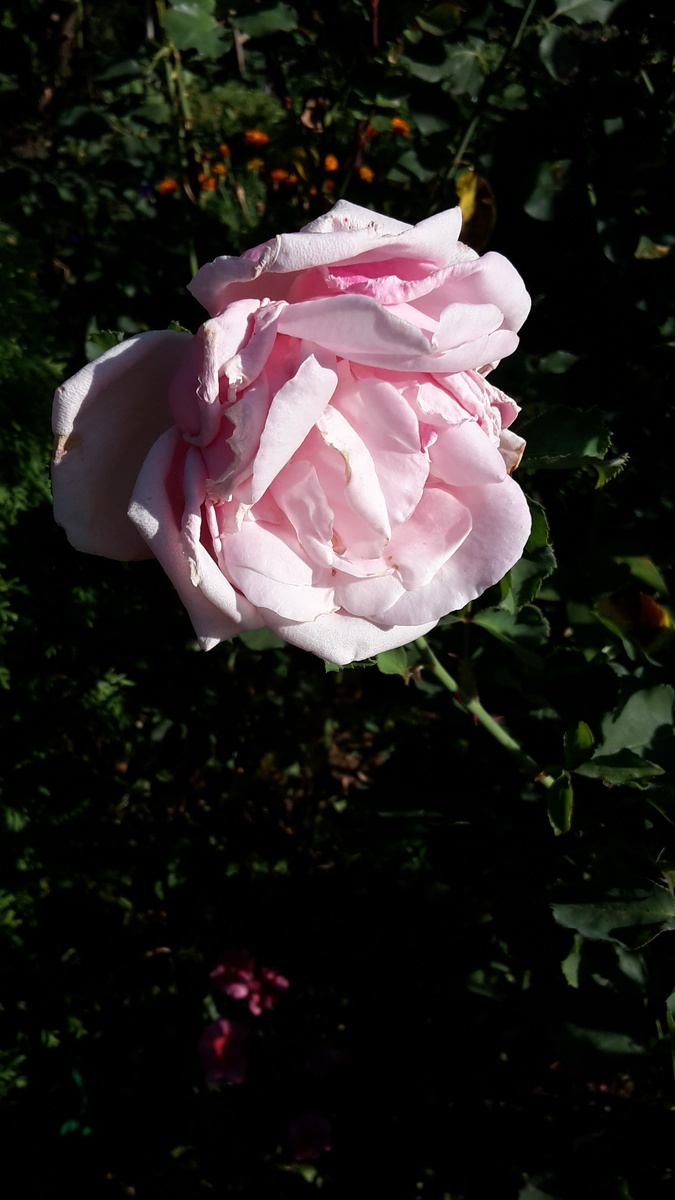 Роза с дачи