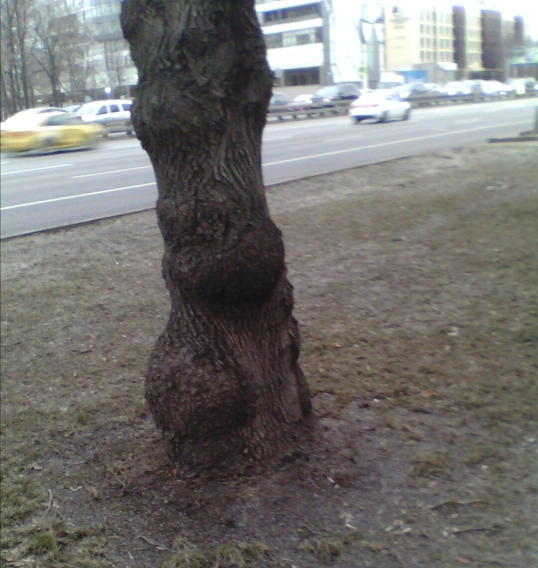 Ленинградское шоссе.