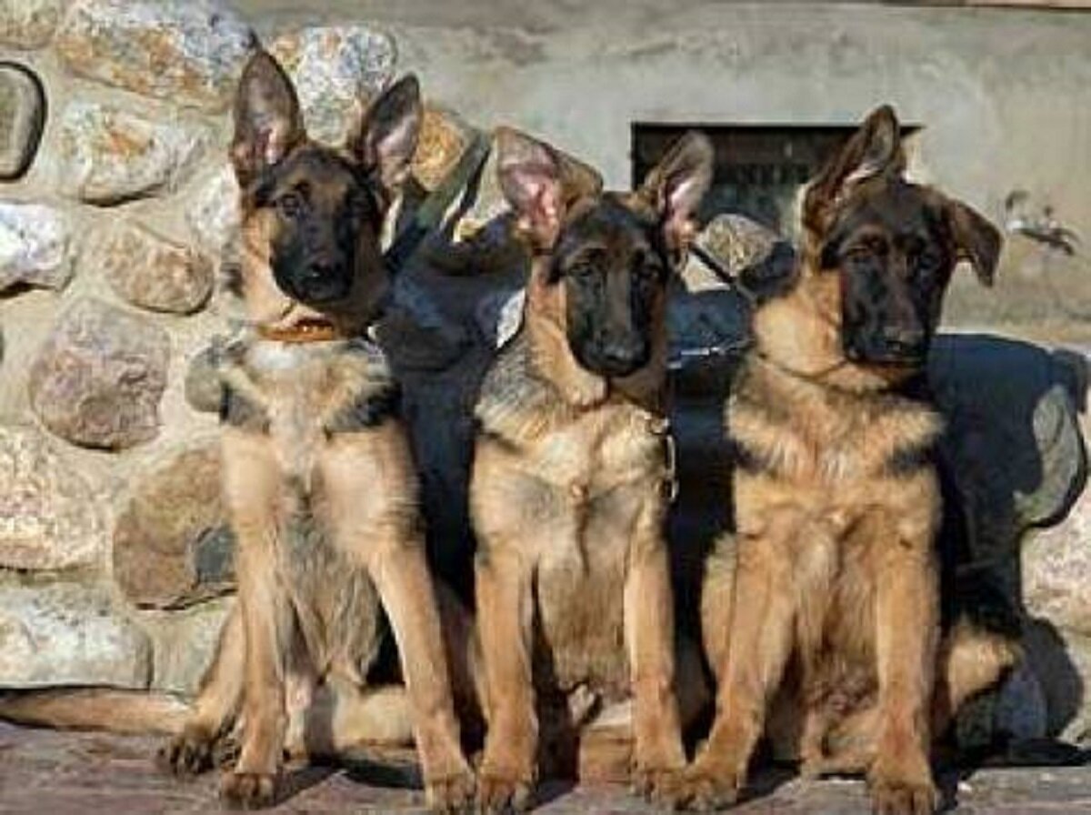 Изображение из открытых источников