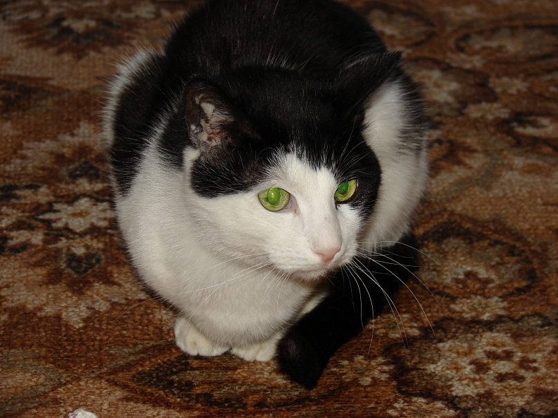 Бакс уже старенький и совсем спесивенький