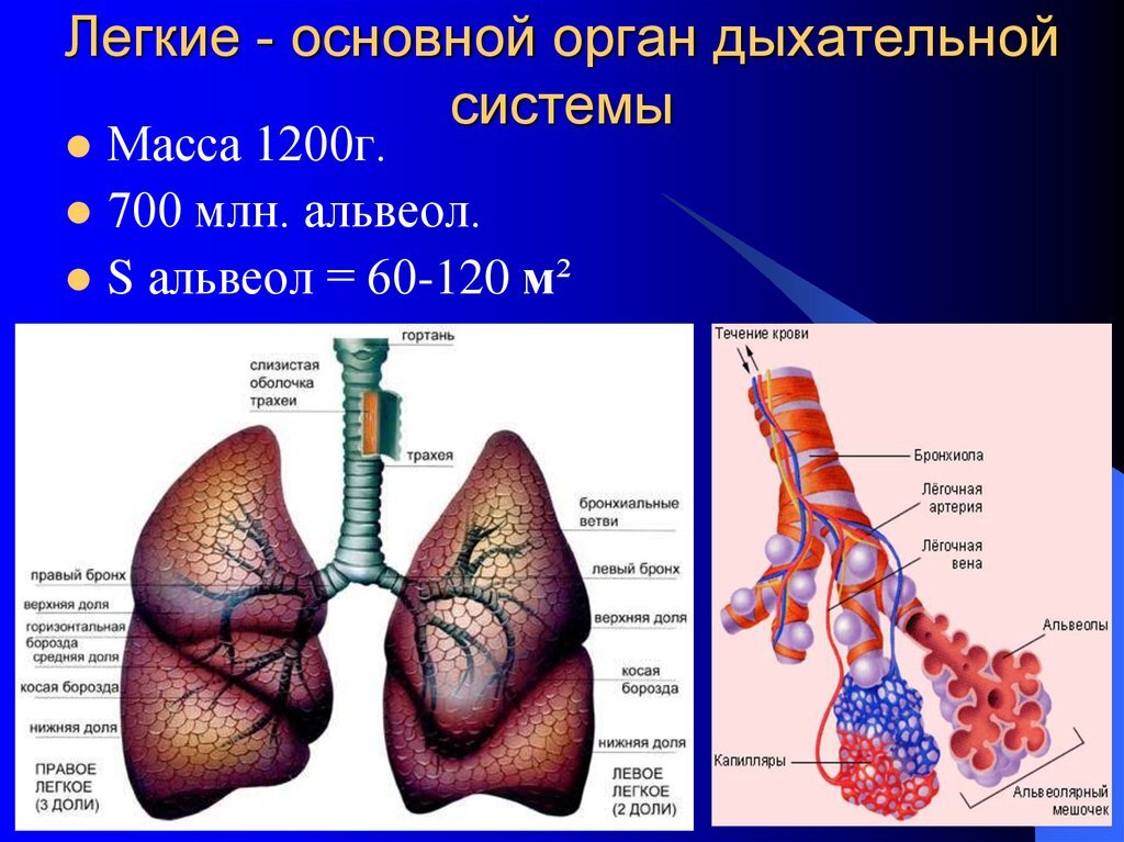 Остатки плевы: как выглядят и где удалить