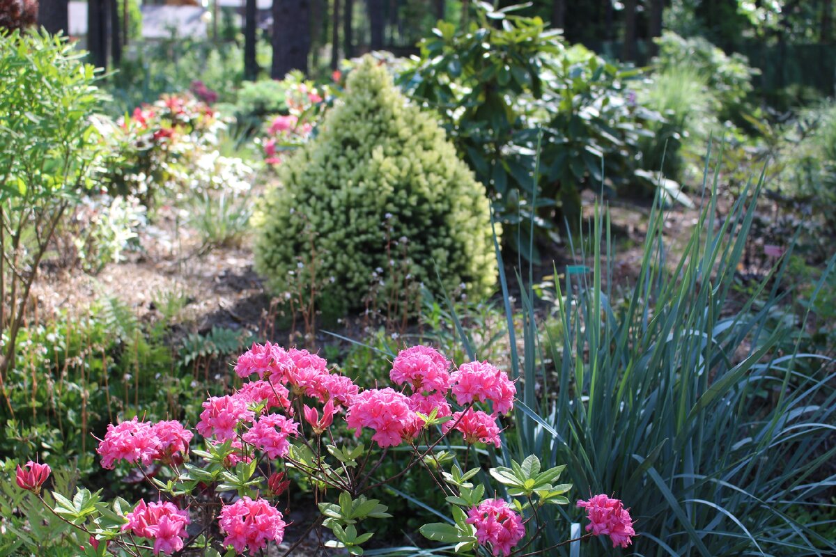 1. Мой сад в июне