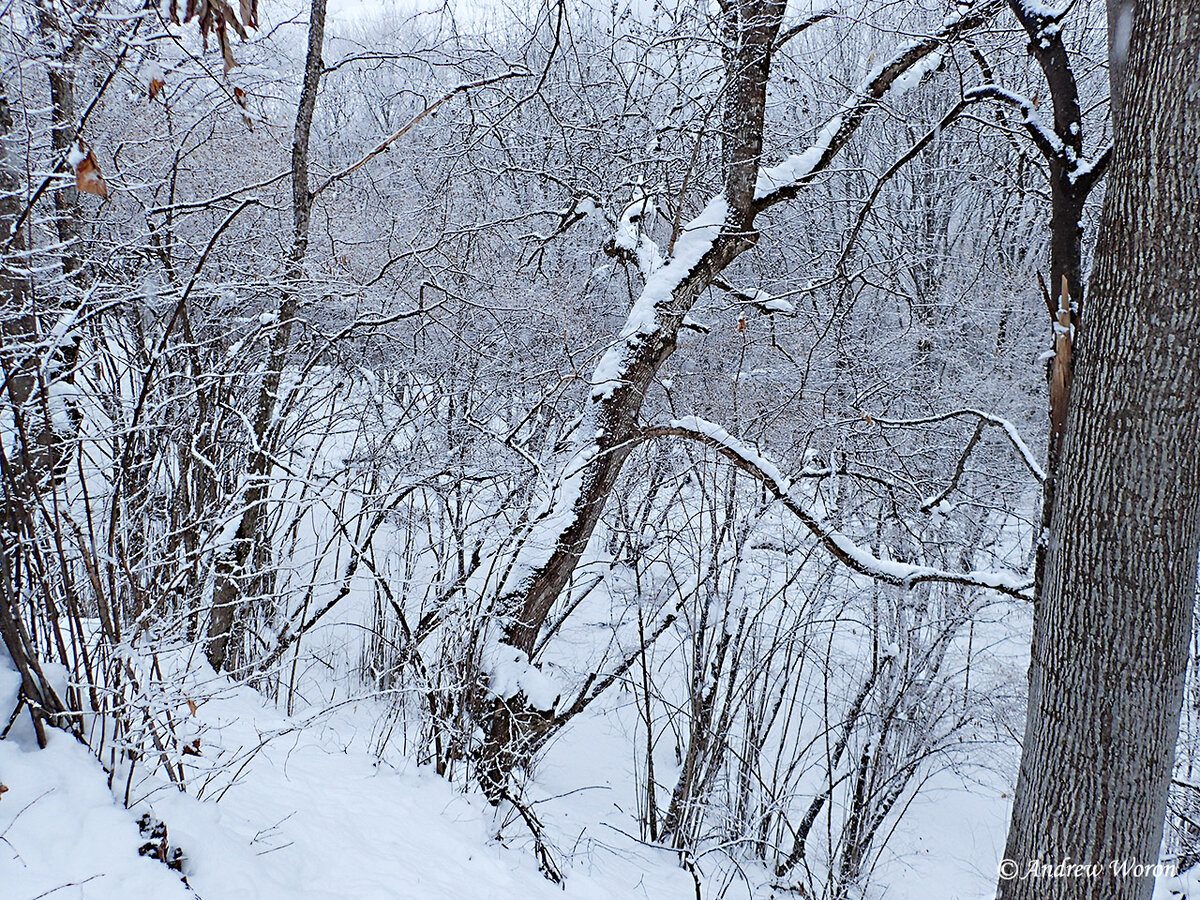 Овраг у нашего лагеря