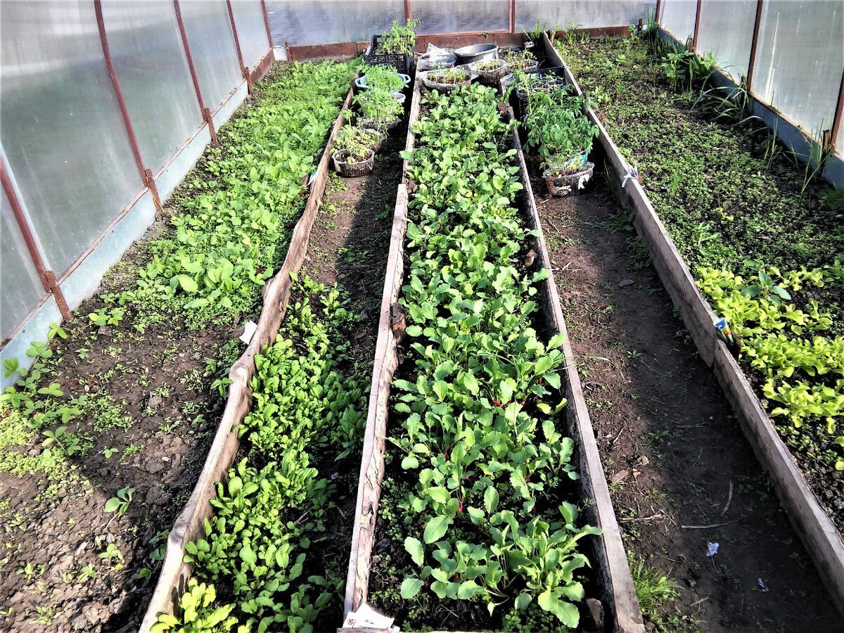 половину уже повыдергали. прошлый год.