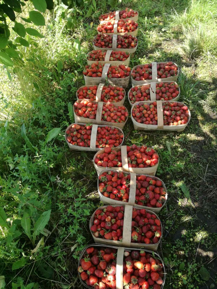 Наш урожай в прошлом году.