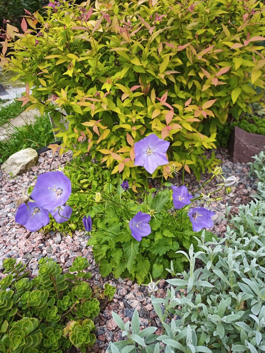 Campanula carpatica. Фотолюбитель Андрей Павловский