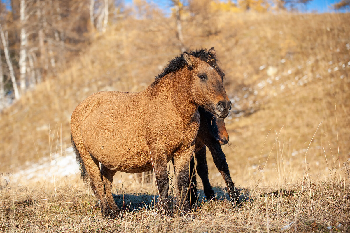 Конь звонкий. Бежевая кудрявая лошадь. Розово каракулевая лошадь. Фото ноября где на природе ноября башкирские кучерявые кони.