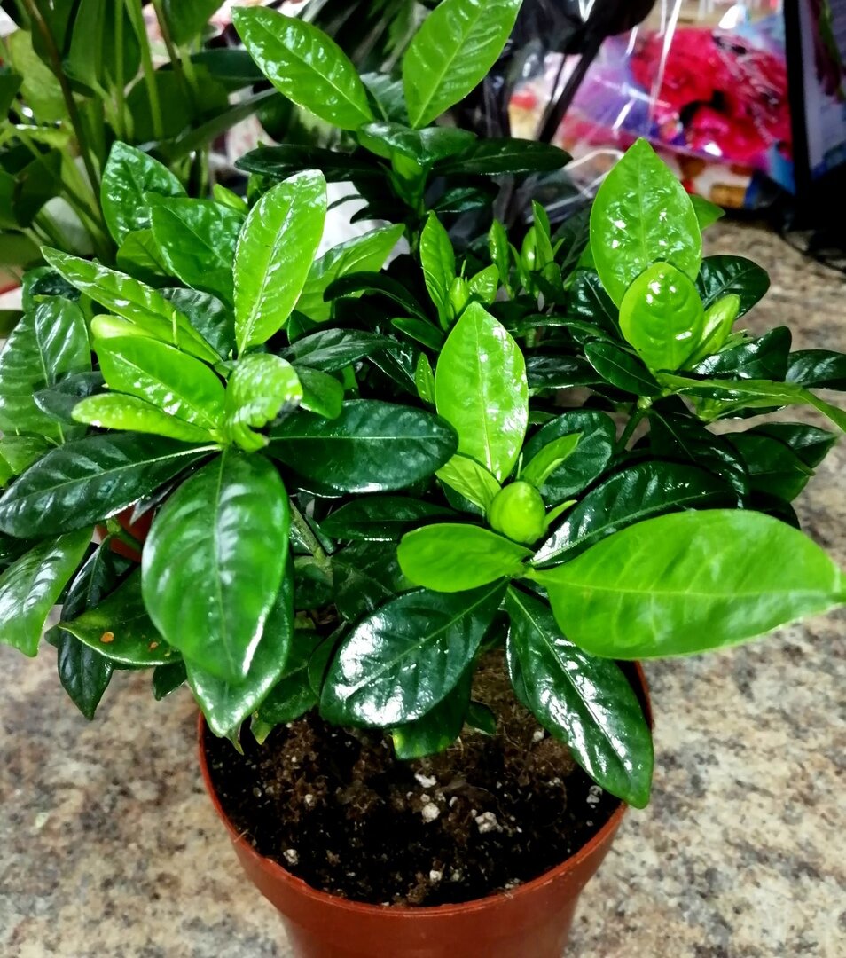 Гардения жасминовидная 