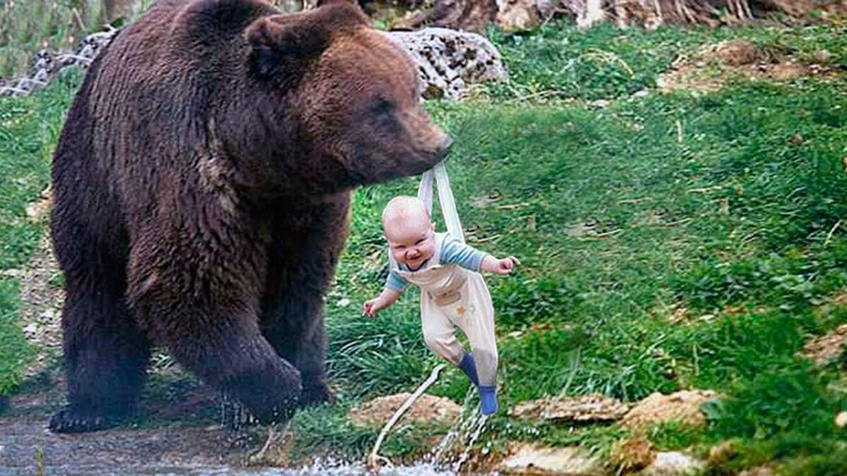 Медведица спасает медвежат