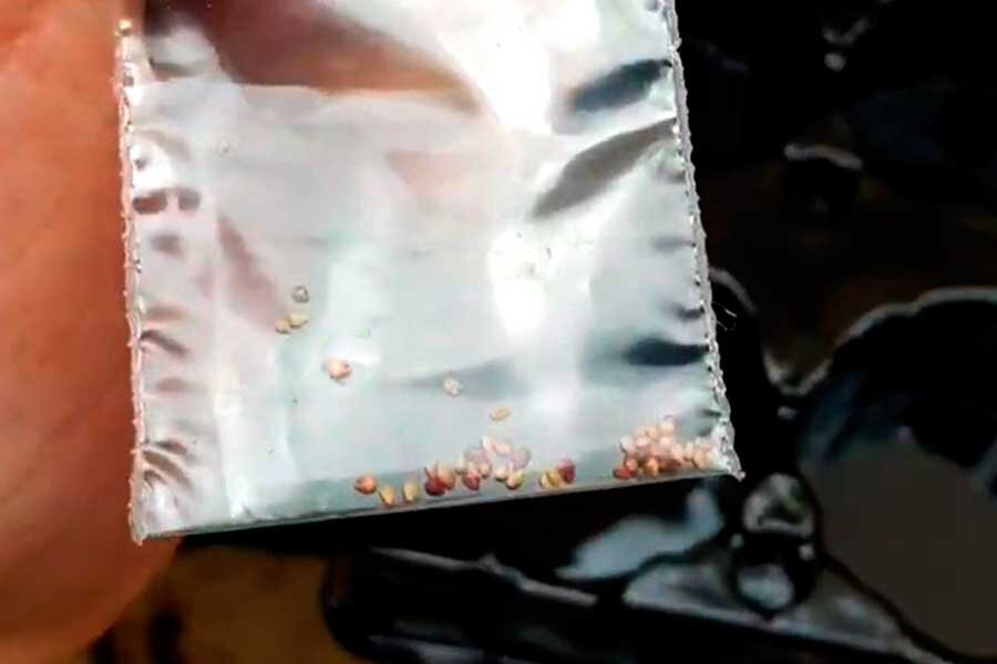 Семена клубники (садовой земляники)