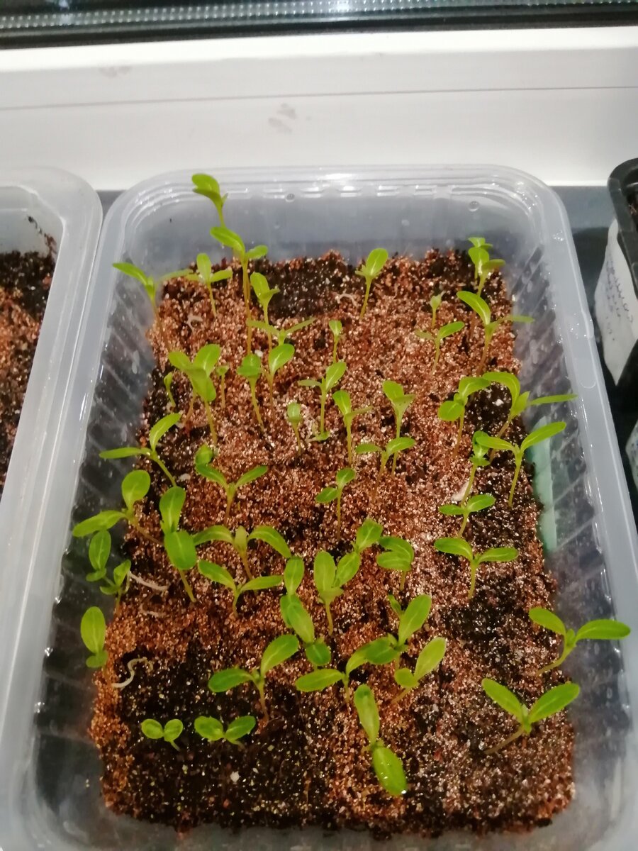 Всходы катарантуса