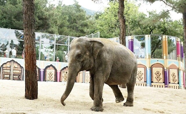 Слониха Чани в Сафари-парке Геленджика