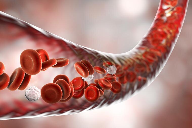 В крови человека присутствуют эритроциты и лейкоциты, красные и белые кровяные тельца соответственно
