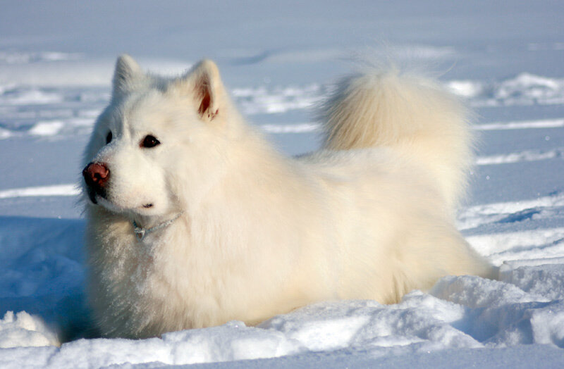Ездовая собака с пушистой белой шерстью 6. Аляскинский маламут белый. Порода Аляскинский маламут белый. Маламут собака белый. Аляский маламут белый.