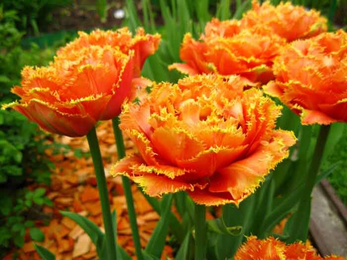 Подарочные цветы Тюльпан фото flo.discus-club.ru