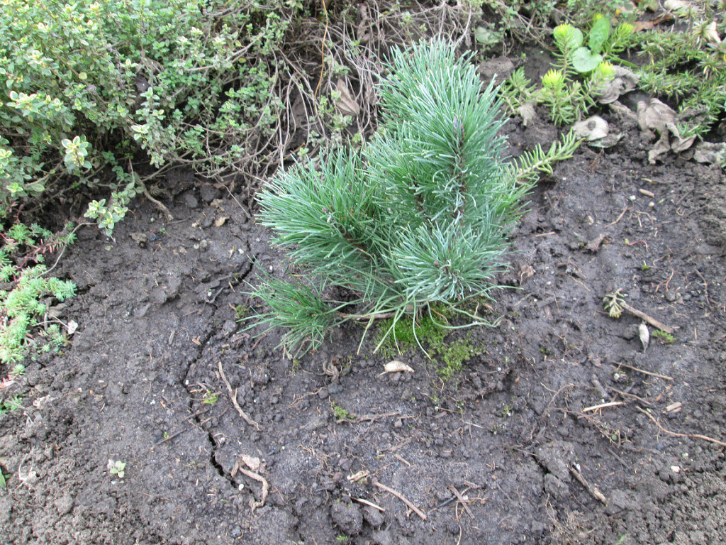12.10.2013     Сосна горная "ПУМИЛИО". Купила вот таким маленьким кустиком.  Всегда пишут, что они большие не растут. Посмотрим... Эту только посадила. Кустик  не более 20 см.