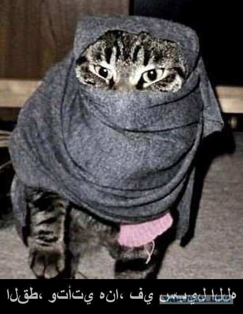 Это мусульманская кошка