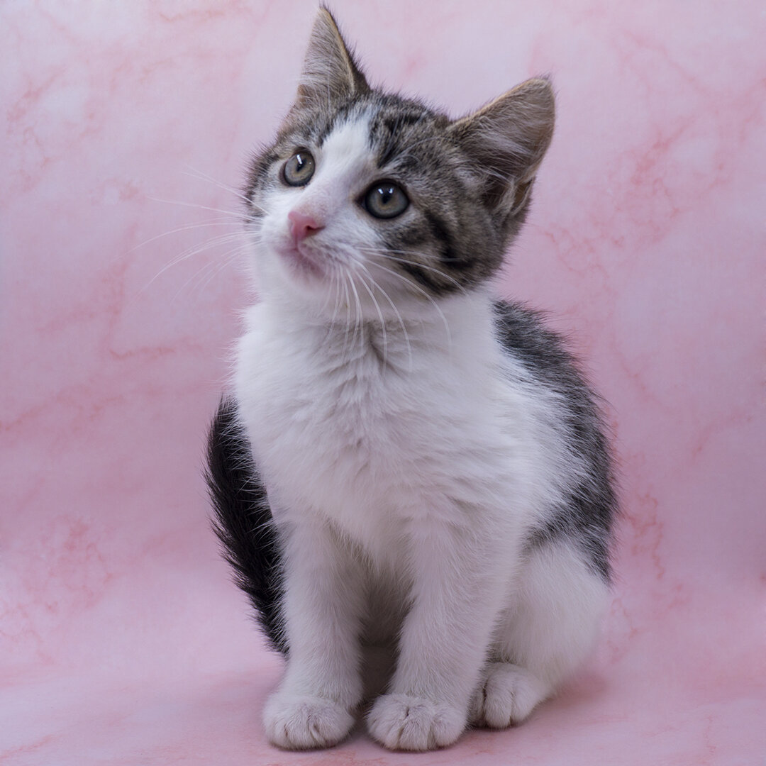 Крис, пристроенный котёнок. Фотография автора.