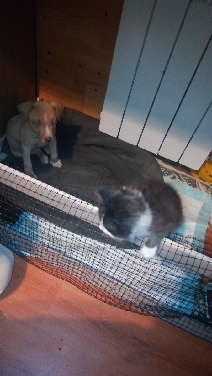 Кот свалил, а как же я ?