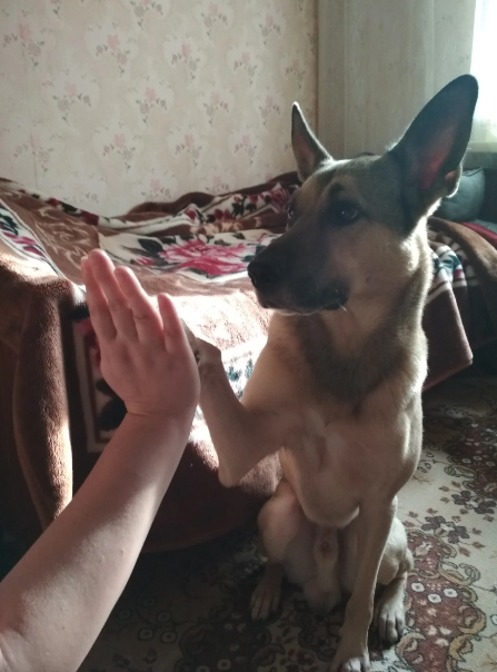"Дай пять".