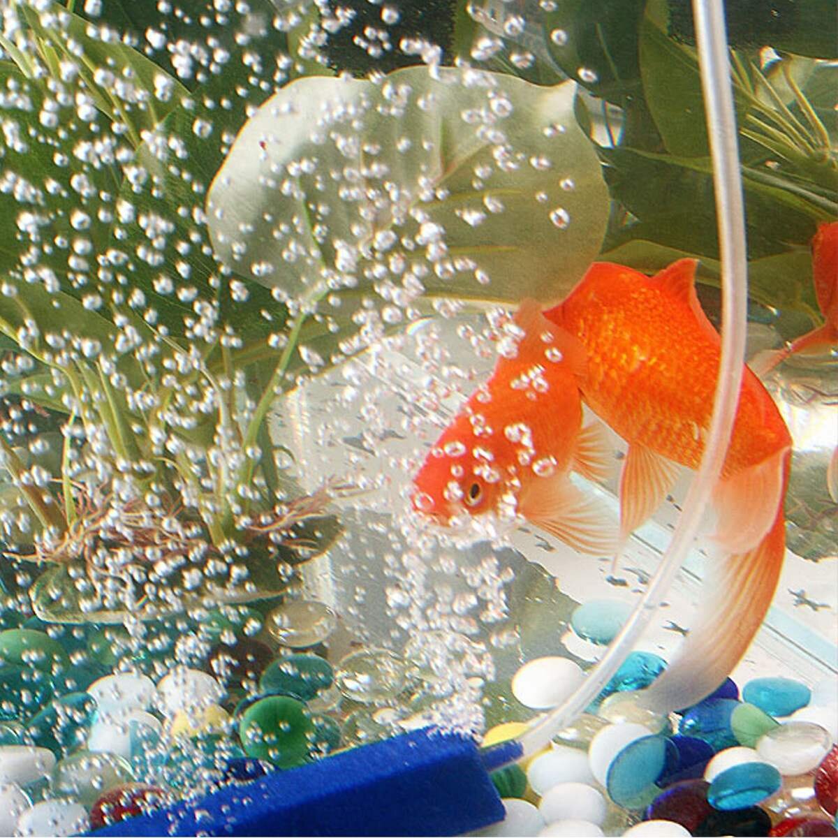 Рыбы удивлены (фото из сети)