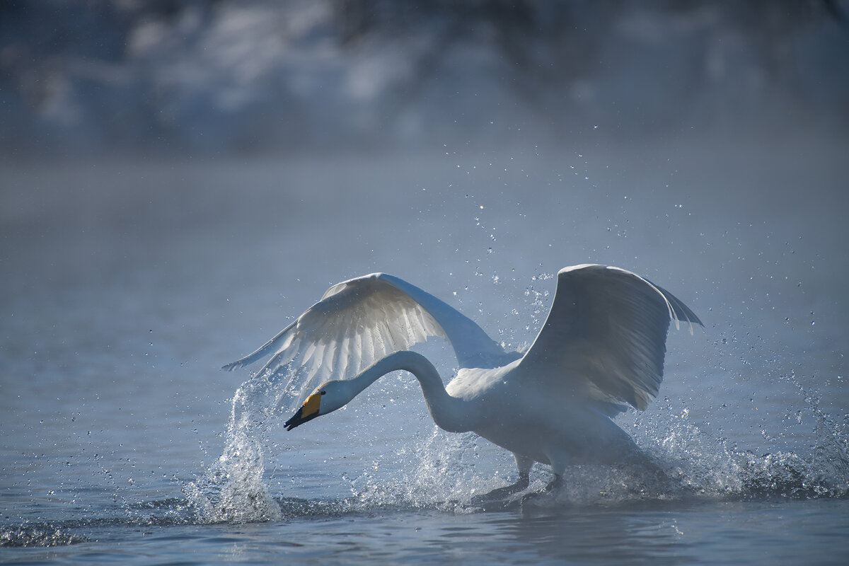 Как поступить когда ты зарылся в проблемах? Фото моё с Лебединого озера Алтая!