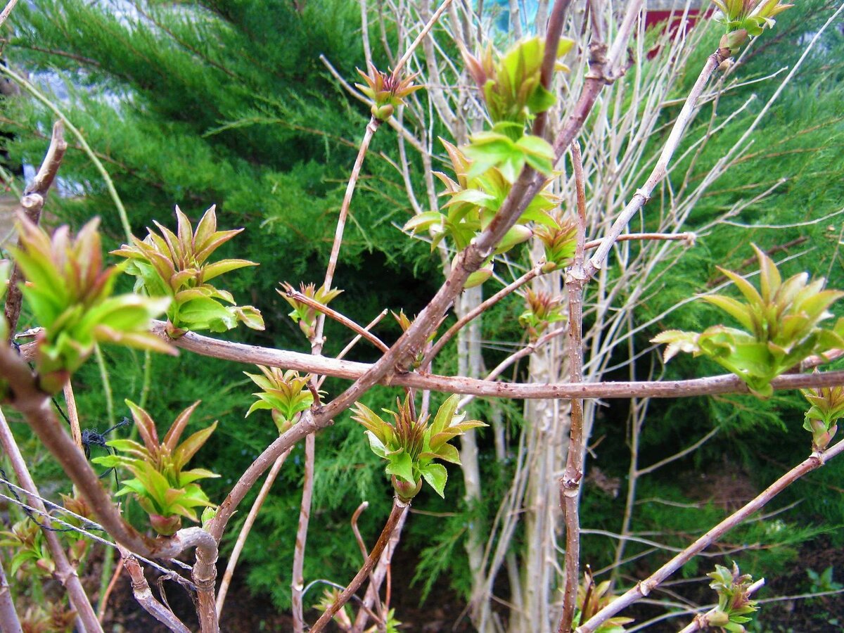 15.03.2019. Средина марта!!!   А она уже зеленеет.