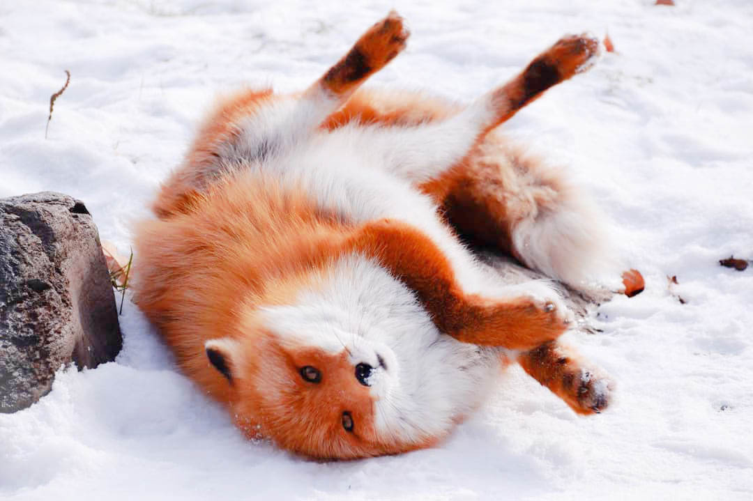 "Лис довольный"