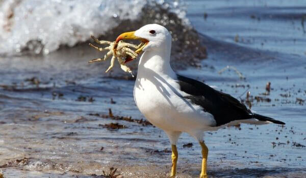 Альбатрос поймал небольшого краба. Фото с сайта wildfauna.ru