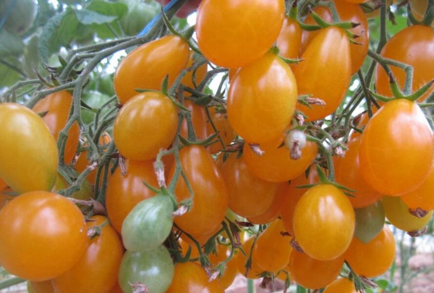 Томат черри Ильди. Фото из Интернета.