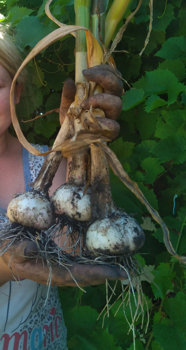  Прошу прощения за грязные руки. Никак не заставлю себя носить перчатки на даче! Люблю чувствовать землю!   Фото автора канала "Дачный  рай"