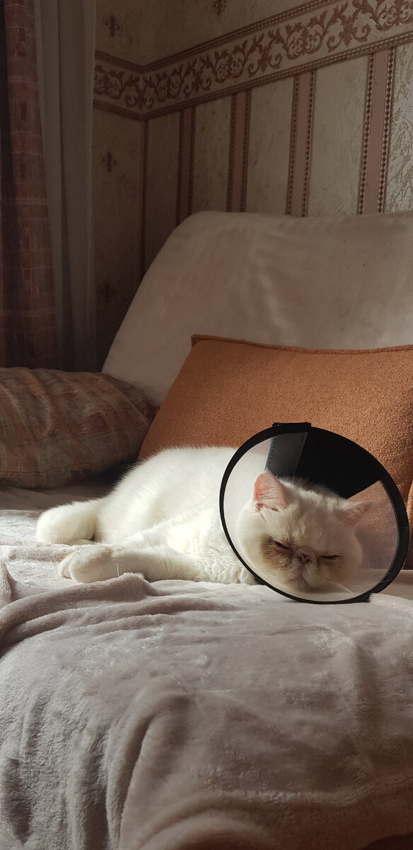 После операции кастрации (с воротником)