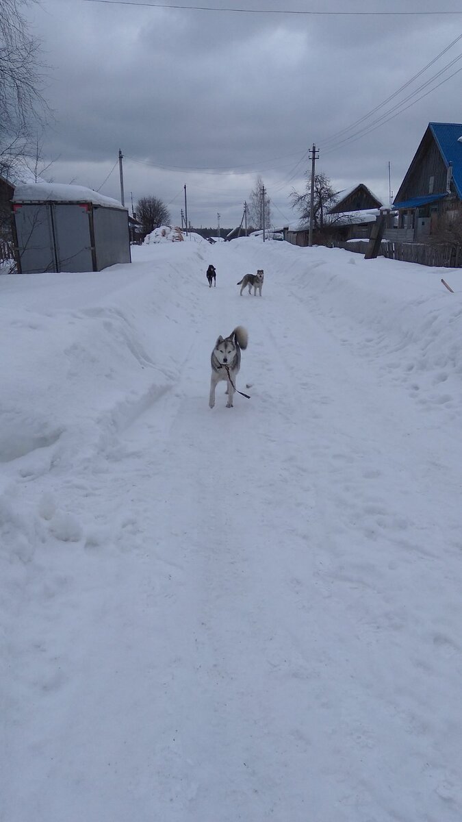 Собака несётся на человека