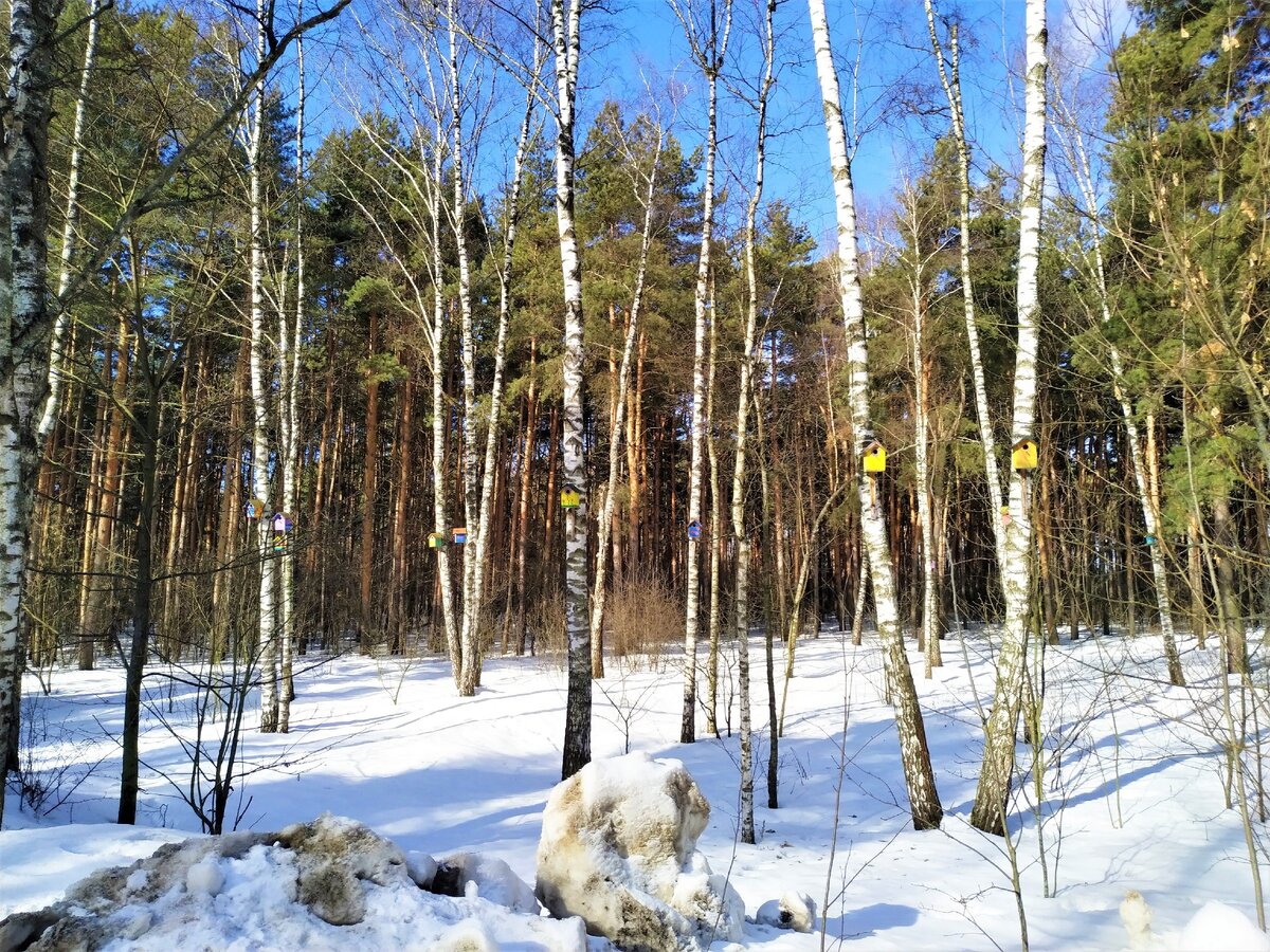 10 скворечников за 10 лет. Кто поселится в нашем саду этой весной?