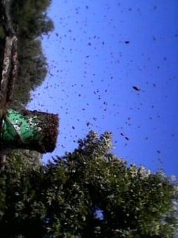 работаю как пчелы