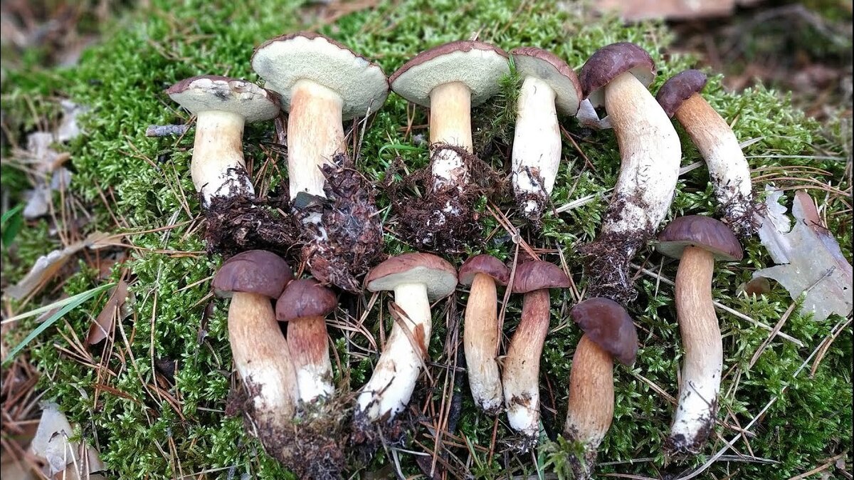 Польский гриб Boletus badius