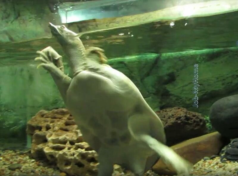 Трионикс дальневосточный или китайская дальневосточная черепаха