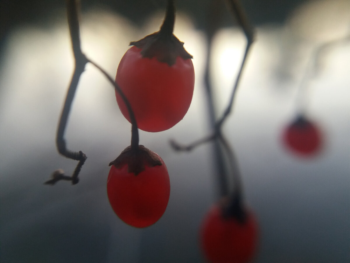 Красивые ягодки на лиане я заметил осенью у реки. Они не из нашей средней полосы, как мне кажется. Прижились, потому что погода позволила.