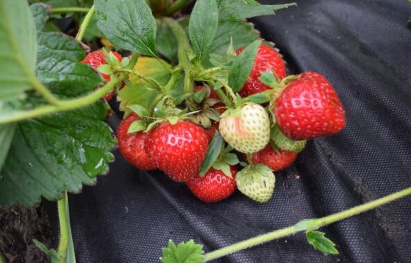 Плоды клубники