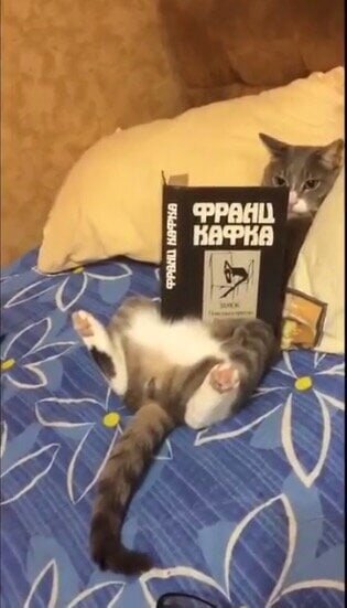 иллюстрация из яндекс  картинки.