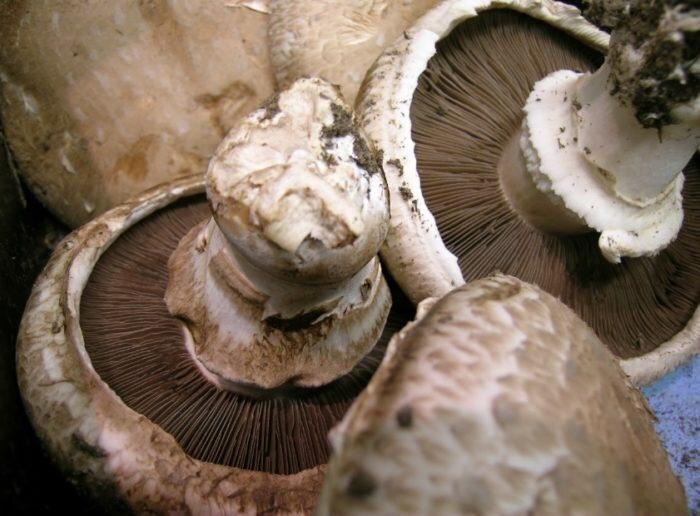 Ножка толстая, длиной 3–8 см и диаметром 1–3 см. По форме цилиндрическая, иногда суженная у основания. Гладкая, по цвету схожа со шляпкой, почти всегда с буроватыми пятнами. 