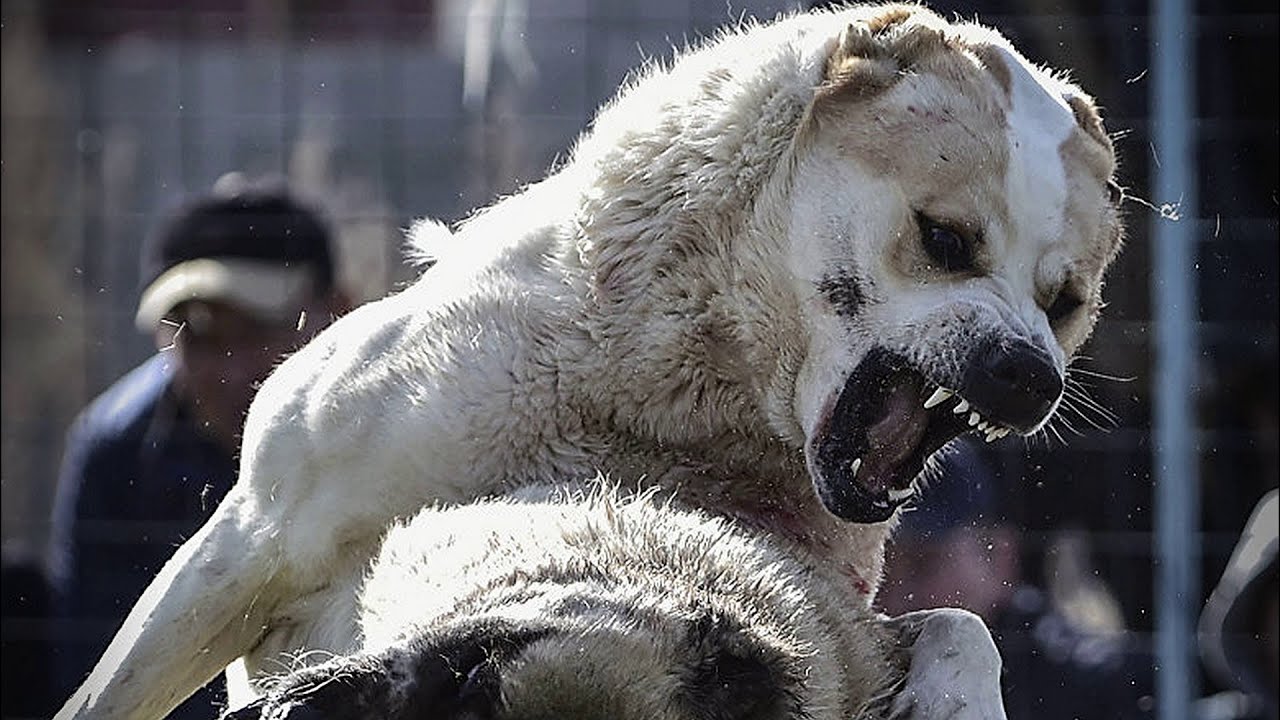 Алабай: Сторожить не значит убивать. Пёс, что погряз в стереотипах о собственной злобе2