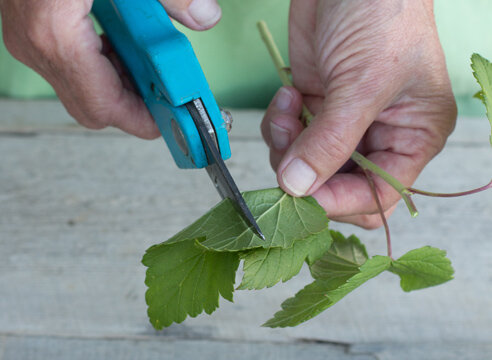 Пластинку листа срезаем наполовину. 