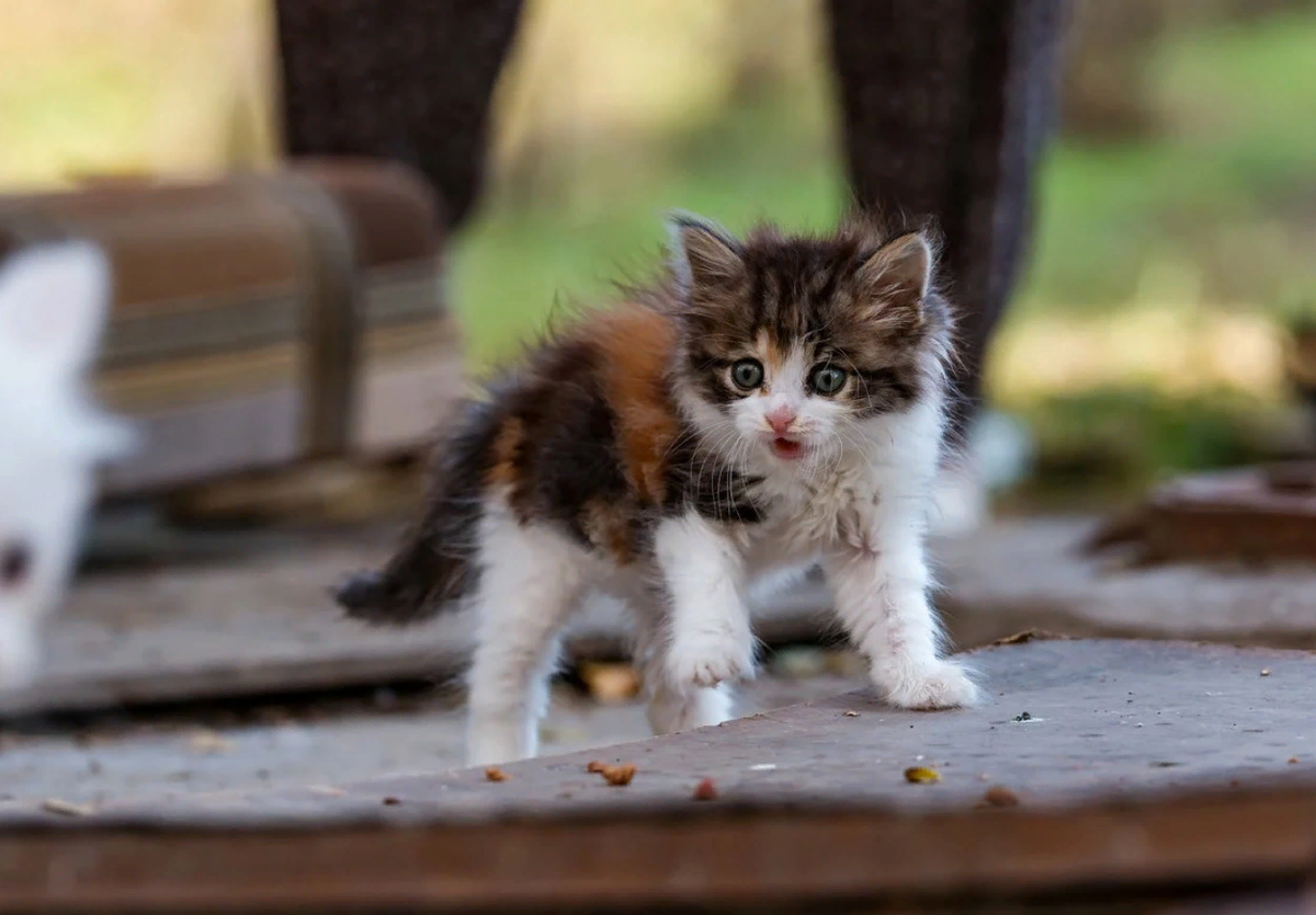 🐱5 причин приютить бездомного котика | Нос, хвост, лапы | Дзен