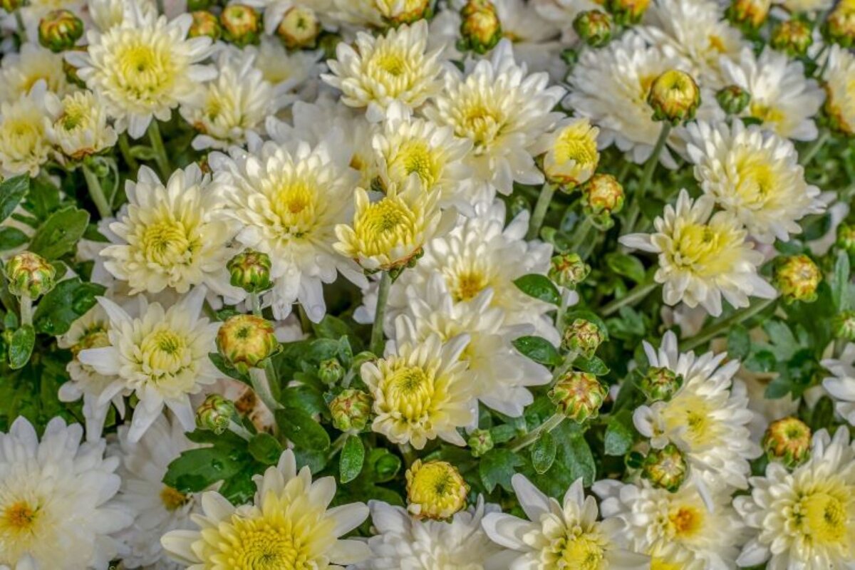 Пышное цветение хризантемы. Фото с сайта pixabay.com