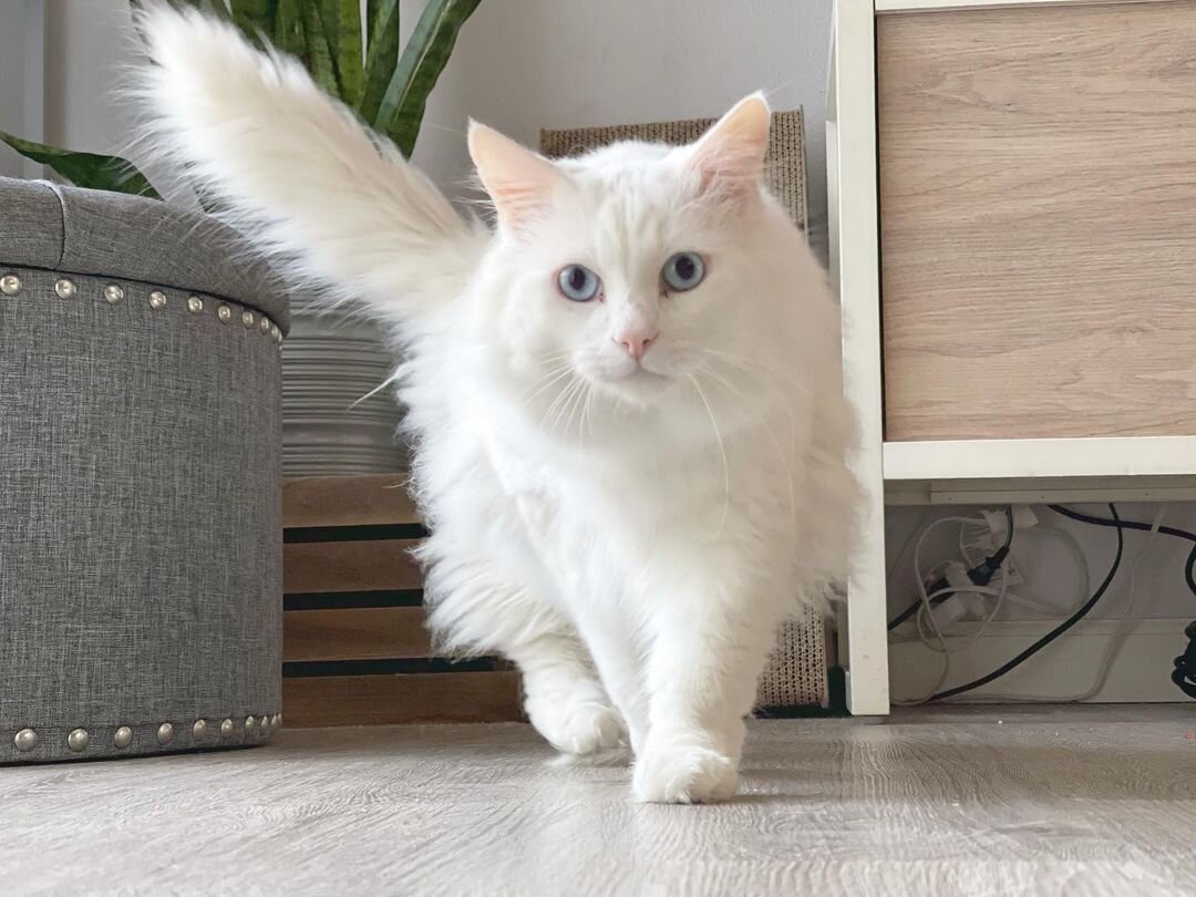 Прекрасная белоснежная аристократка :)