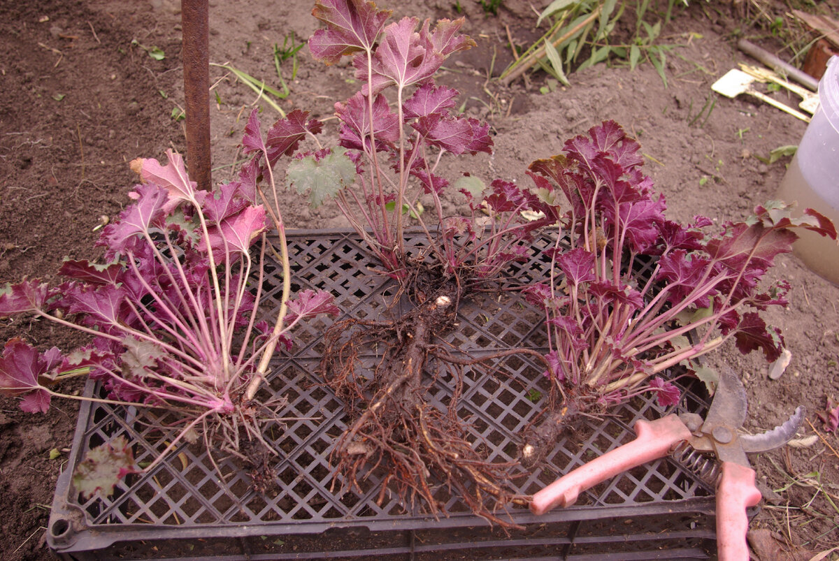 Из одного кустика получилось 3 деленки, а из второго 4.