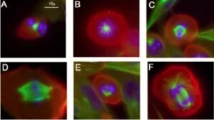 Изображения аномального митоза клеток, к которым было применено электрическое поле.