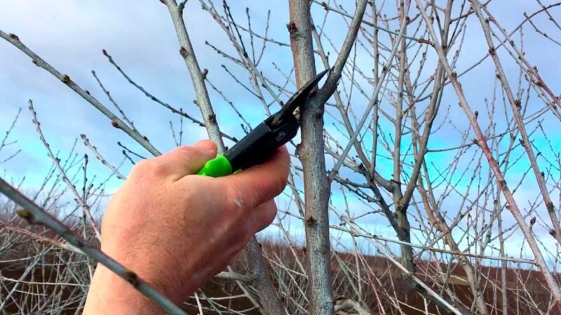 Обрезка абрикосов. Иллюстрация для статьи используется с сайта pocvetam.ru