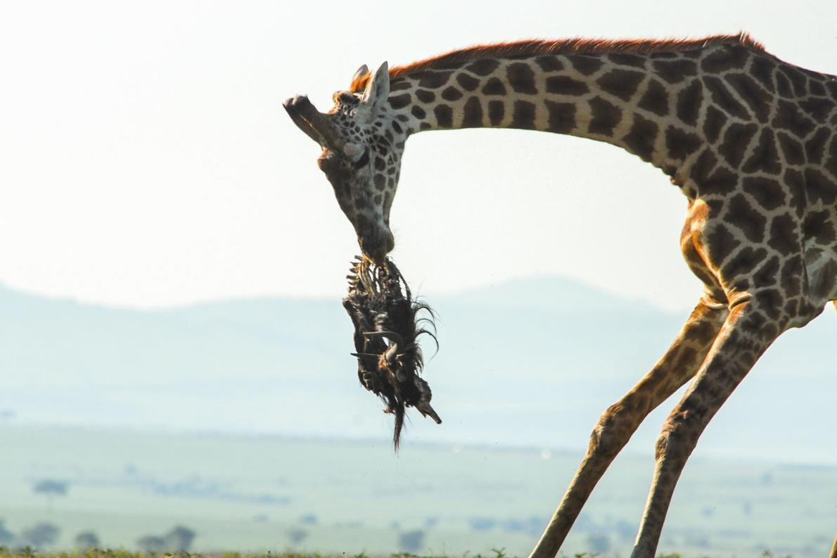 Рядом ходит жираф, а они ебутся